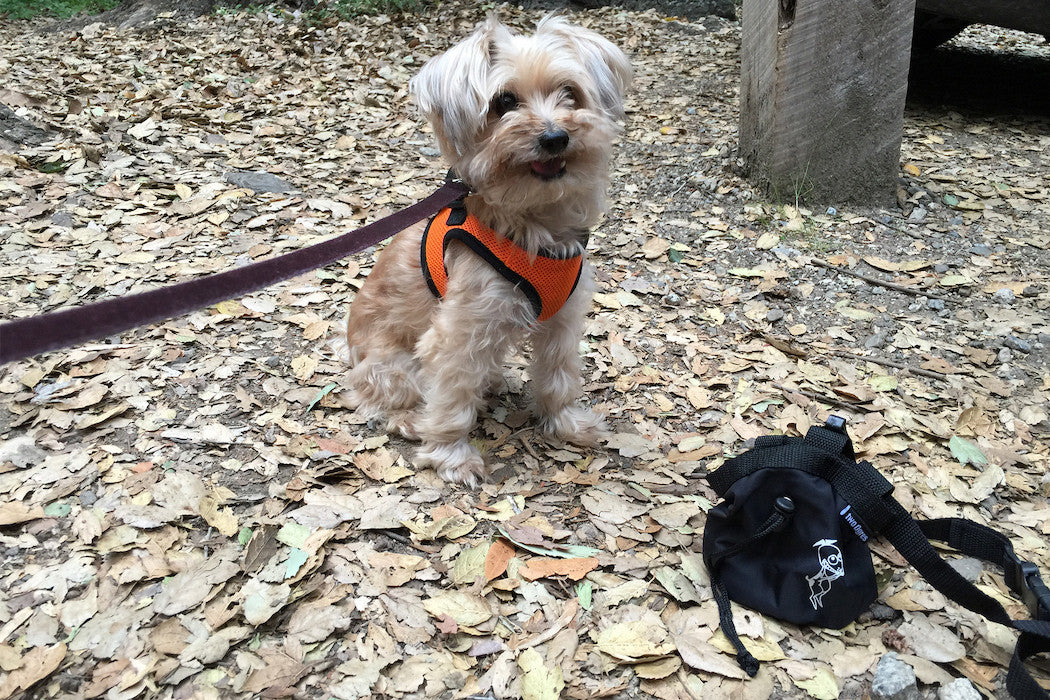 Reward your Dog Using a Dog Treat Bag